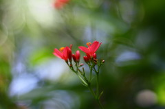 なんとか山桜