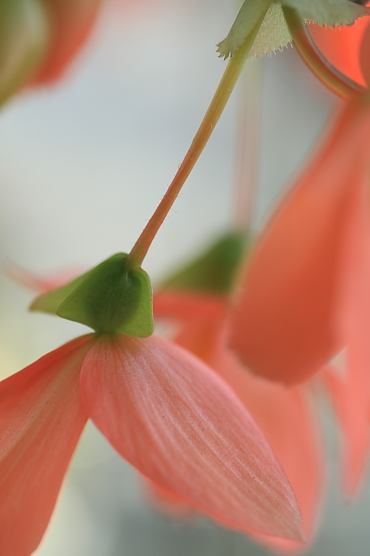 やらかい色の花