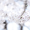 Sakura2012