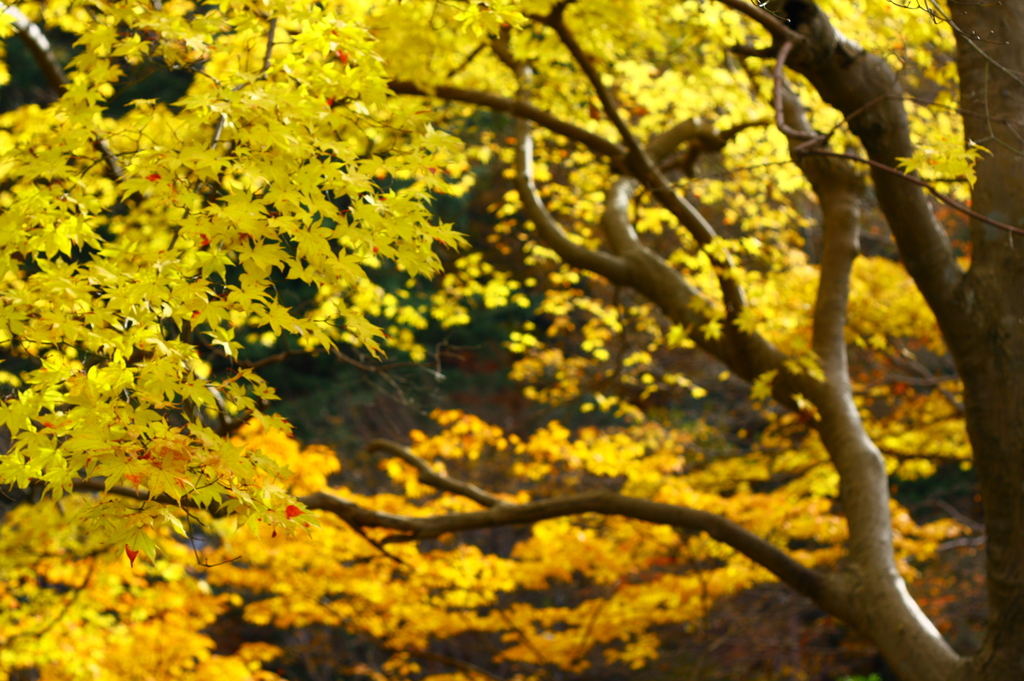 京都・八瀬にて