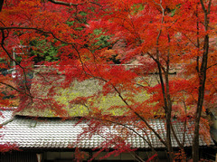 嵯峨鳥居本