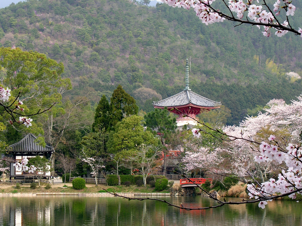 大覚寺大沢池 春