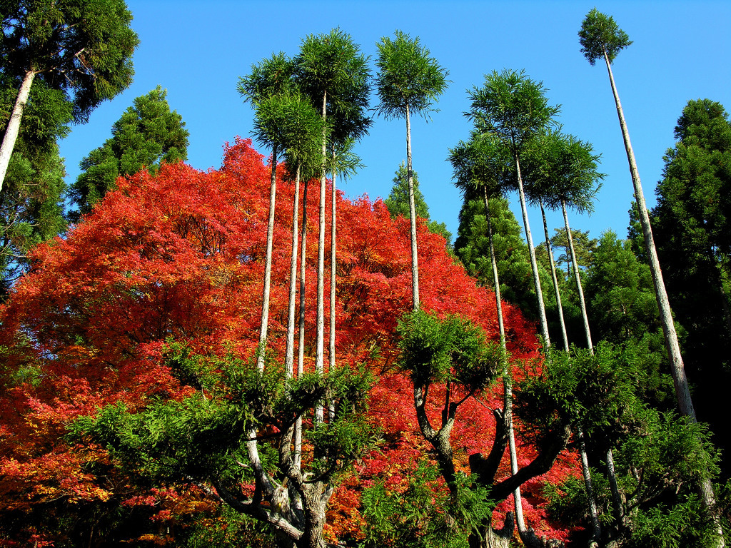 宗蓮寺