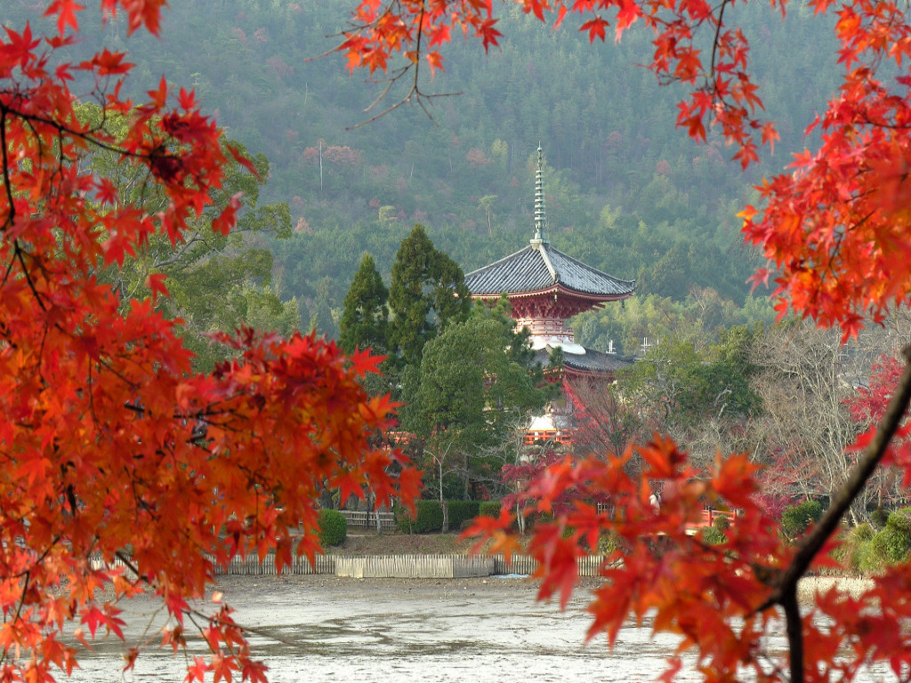 大覚寺大沢池 秋