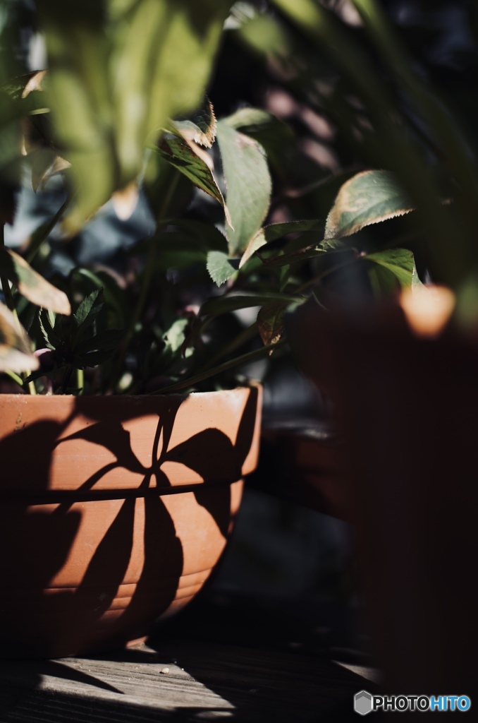 クリスマスローズ