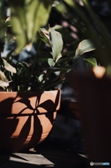 クリスマスローズ