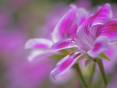 ベランダに咲く花、名前は知りません。