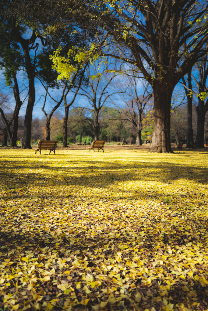 代々木公園