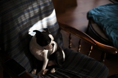 ボストンテリアの朝