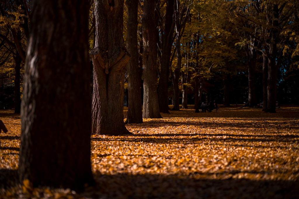 イチョウの絨毯