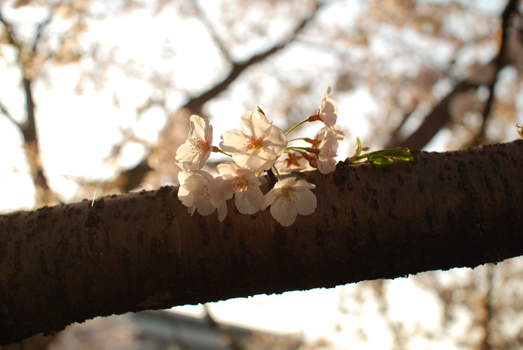 夕桜