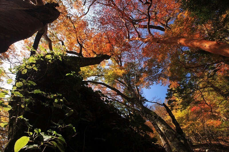 09-10-28 原生林