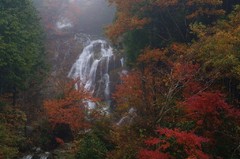 雨の紅葉