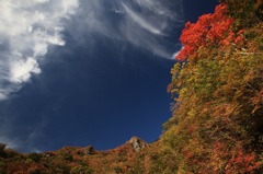 瓶が森林道