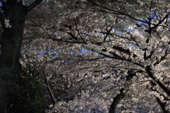 夜桜02
