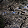 夜桜02