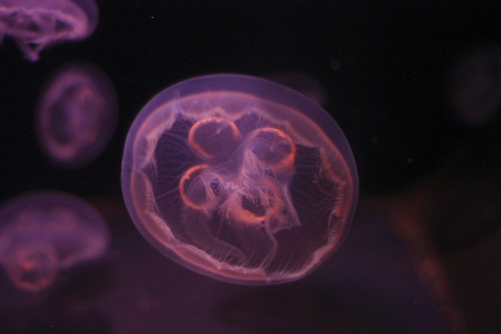 水母1