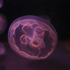 水母1
