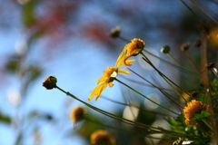 何の花？