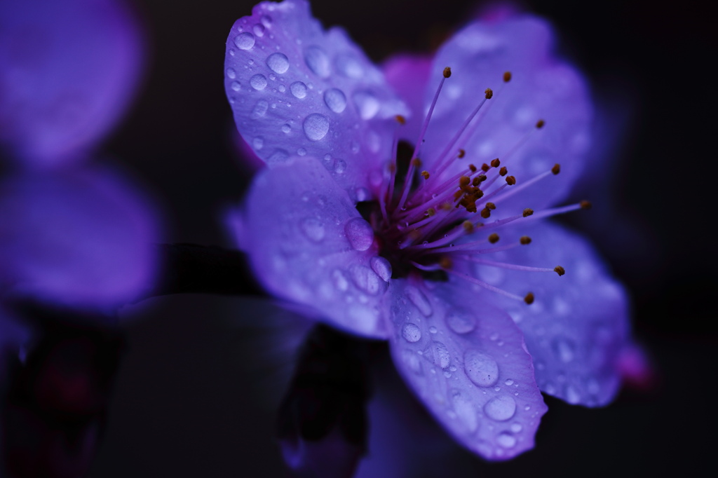 Sexual Violet