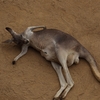 カンガルー