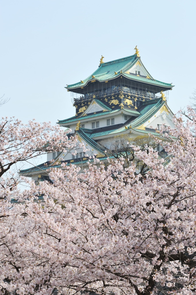 桜　大阪城　