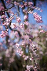 境内の桜