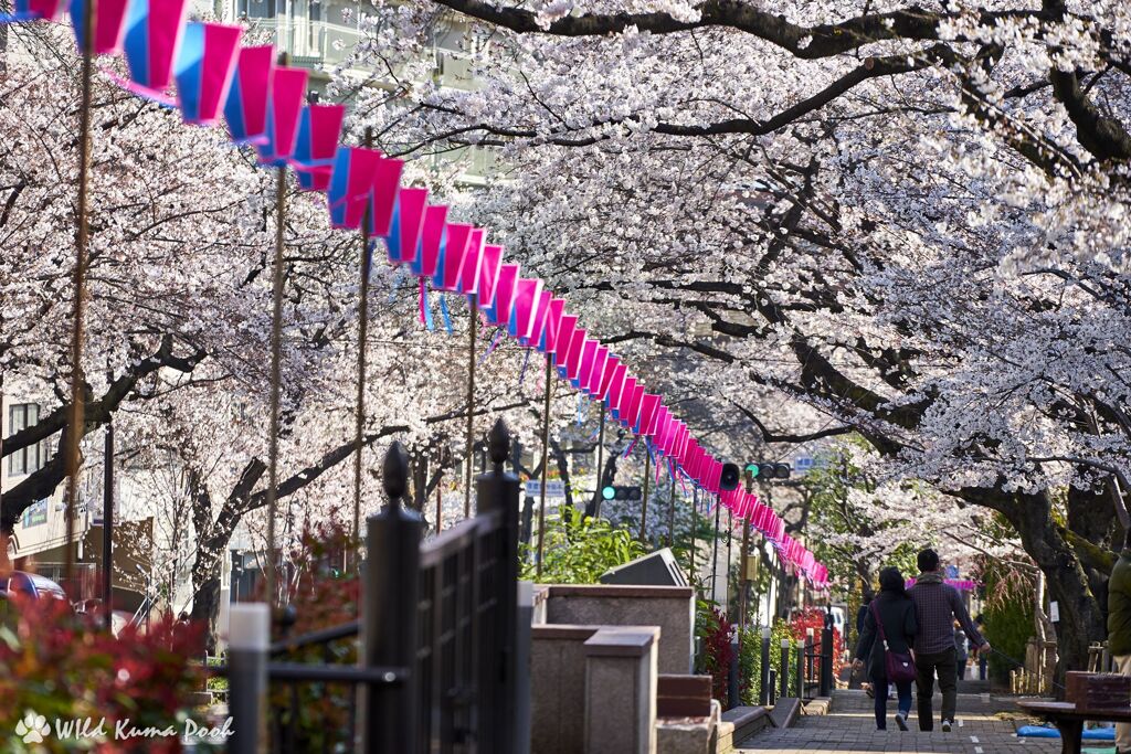 播磨坂の桜 in 2018