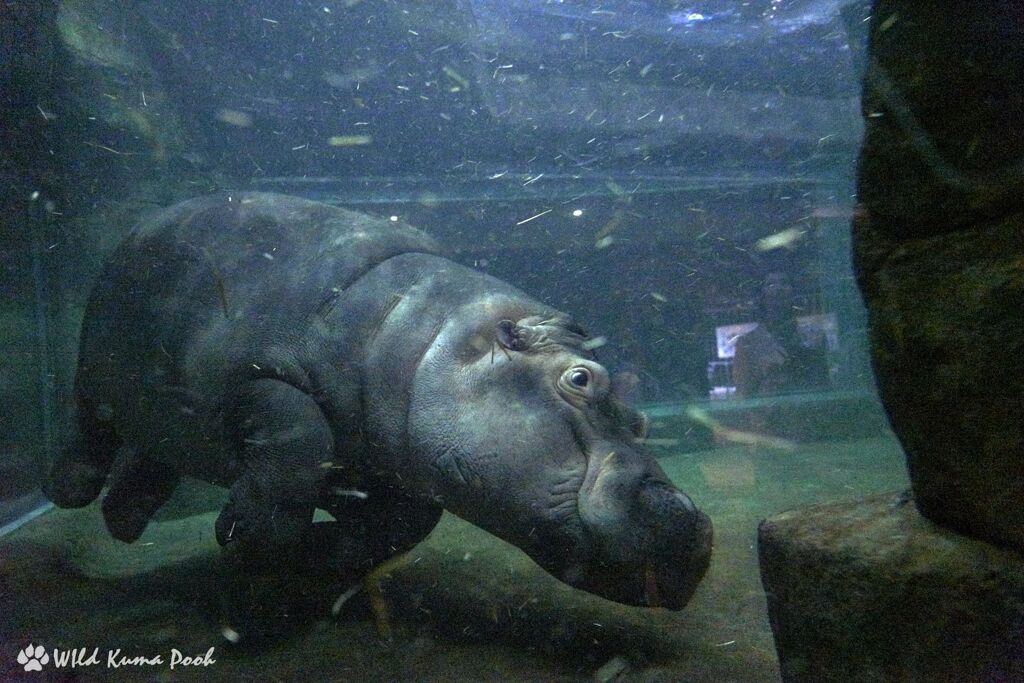 Hippo!