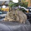夢うつつ