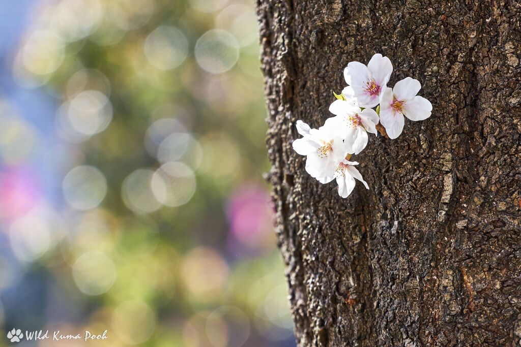 幹に咲く花