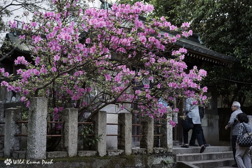 神社の傍らの山つつじ