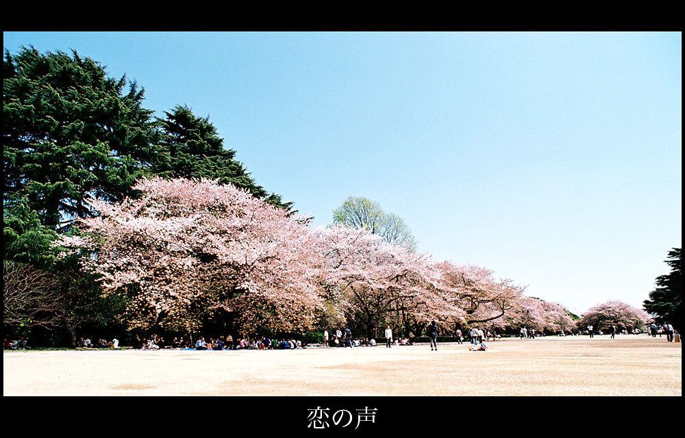 桜が散った日前の日