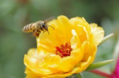 ハチと花