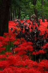 枯れ木に彼岸花