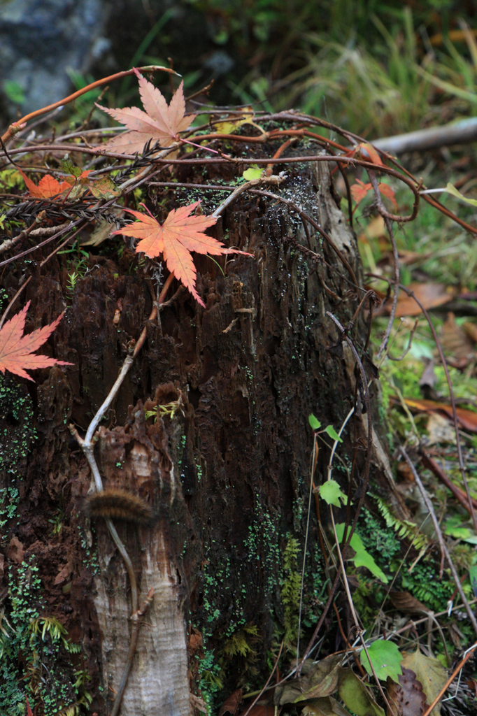 紅葉　２