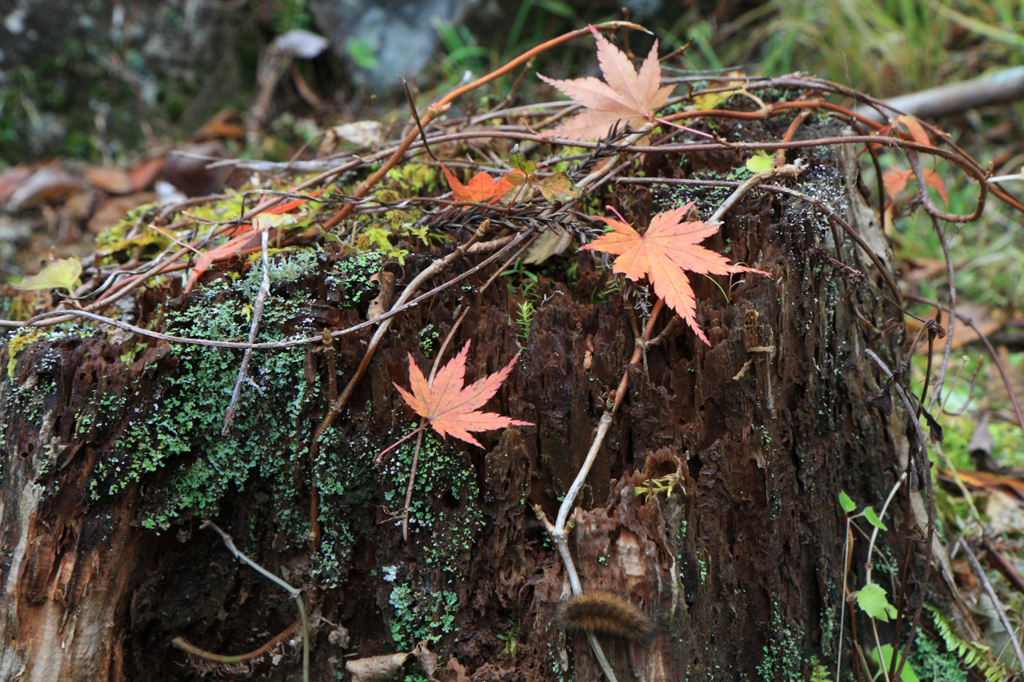 紅葉　１