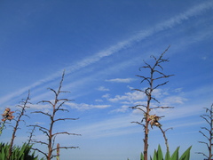 ニセモノみたいな空