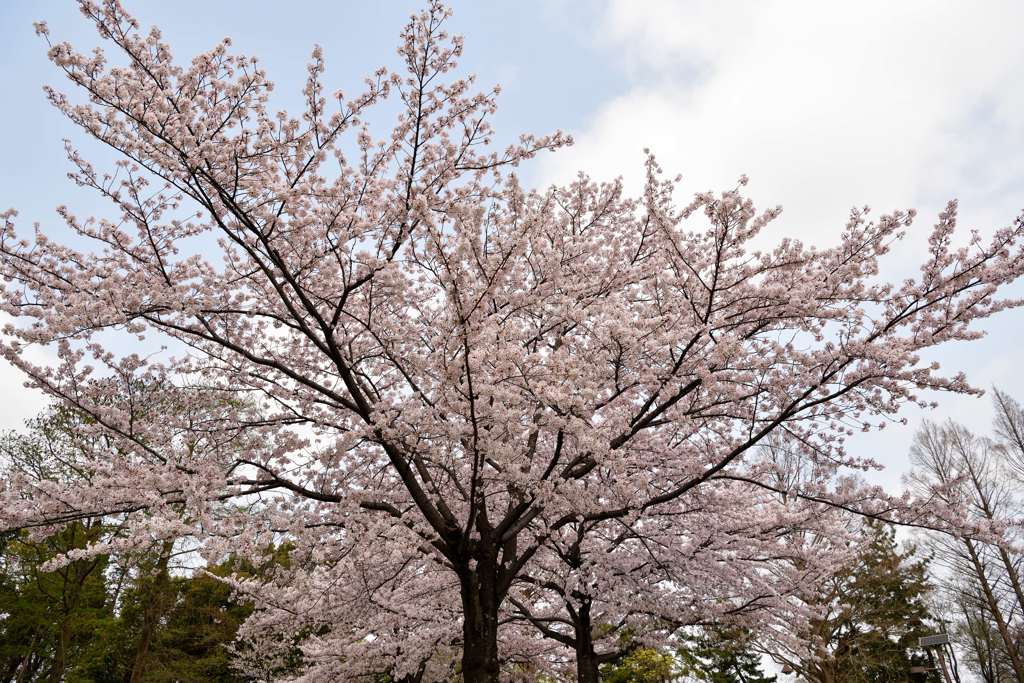 水元公園桜②