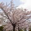 水元公園桜②