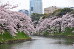 千鳥ヶ淵