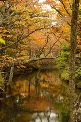 秋の湯川