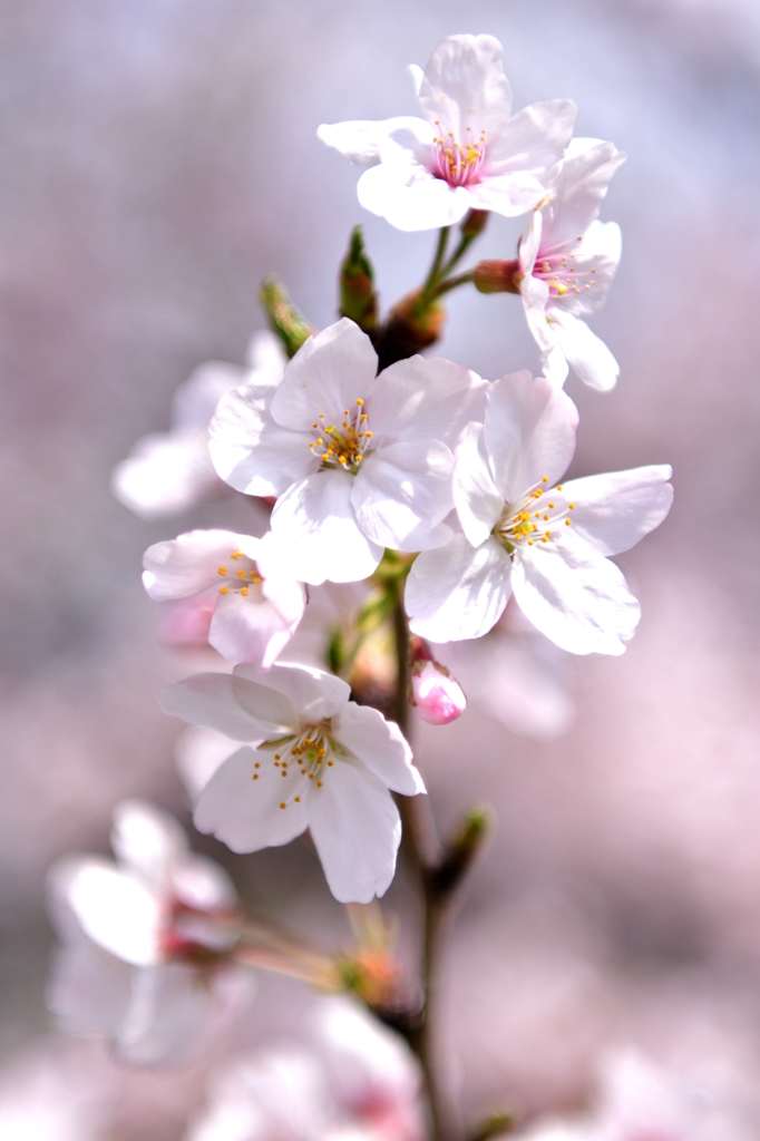 水元公園桜④