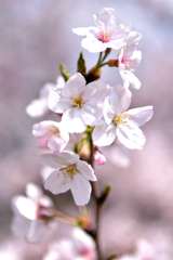 水元公園桜④