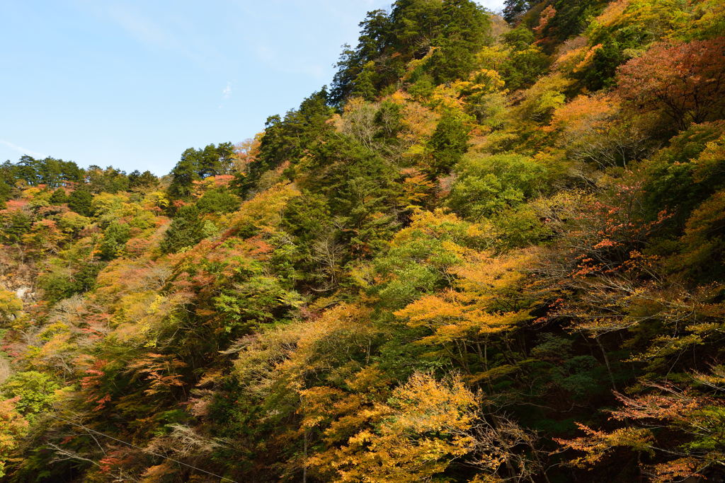 紅葉②