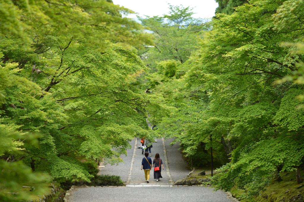青もみじ⑤