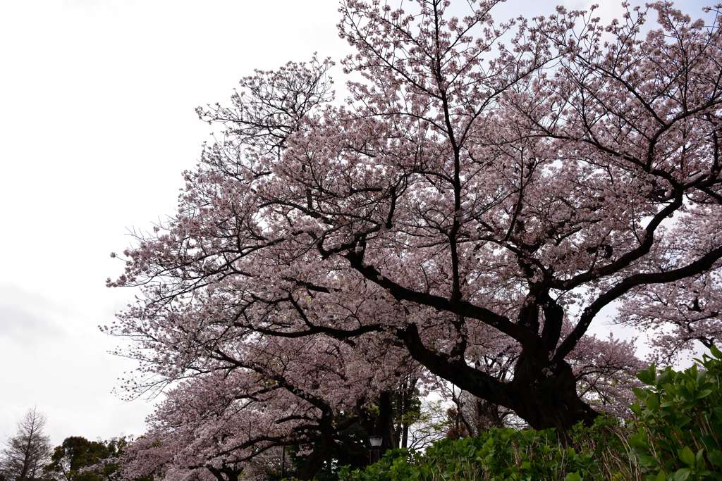 水元公園桜③
