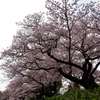 水元公園桜③
