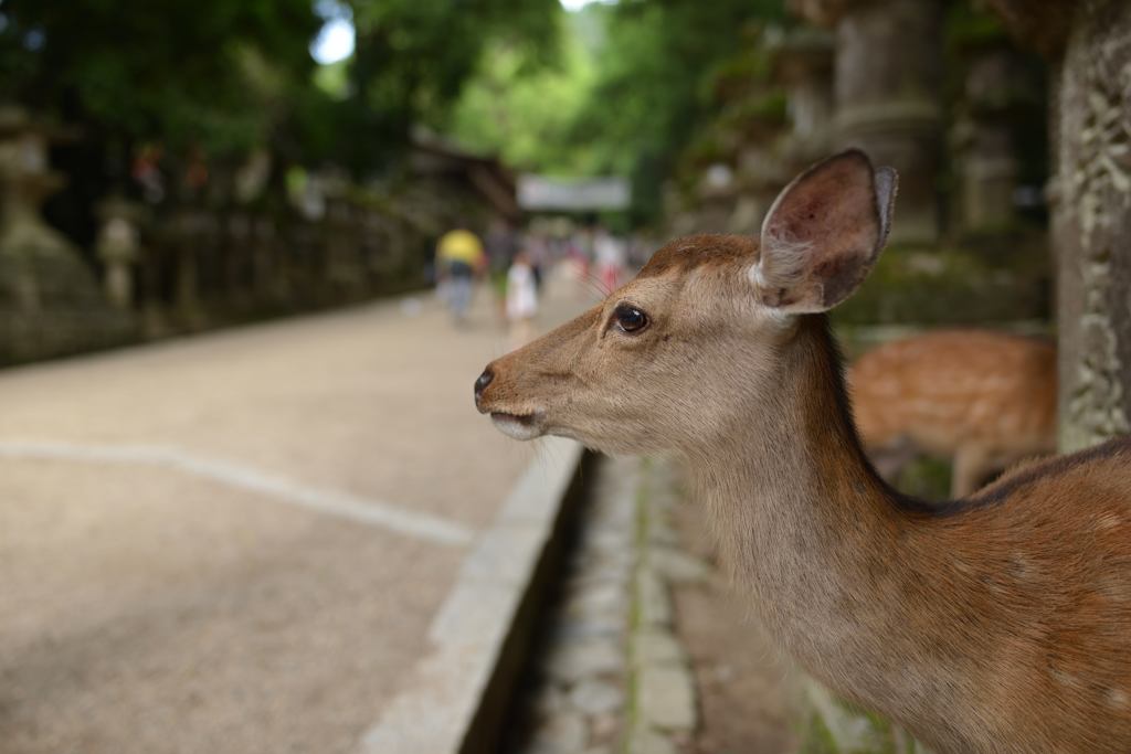 横顔