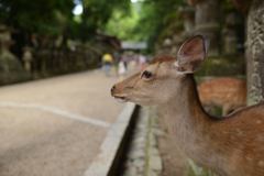 横顔